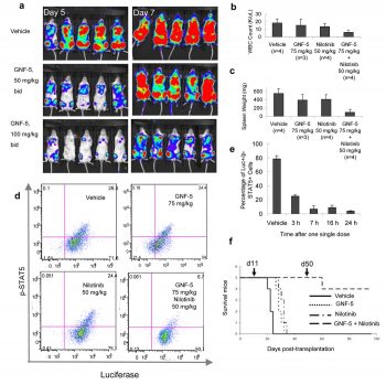 In vivo efficacy studies with GNF-5 on wild-type and T315I Bcr-Abl dependent proliferation in xenograft and bone marrow transplantation models. Nature.2010 Jan 28;463(7280):501-6.