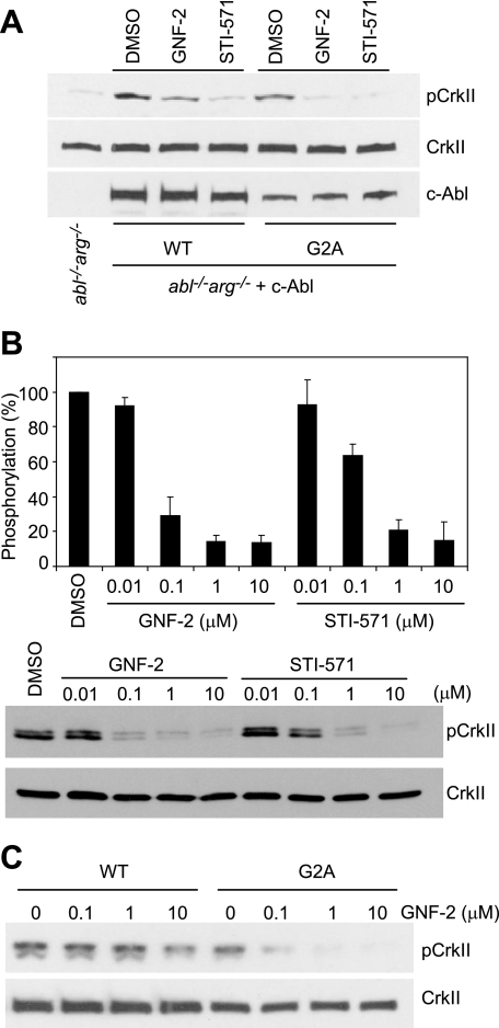 N-Myristoyl group in c-Abl affects the ability of GNF-2 to inhibit c-Abl kinase activity. J Biol Chem. 2009 Oct 16;284(42):29005-14.