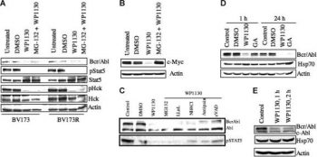 Down-regulation of Bcr/Abl protein by WP1130 is not associated with changes in Hsp70 and is not suppressed by protease inhibition. Blood. 2007 Apr 15;109(8):3470-8.