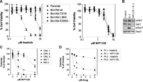 WP1130 reduces the viability of cells expressing wild-type and mutant Bcr/Abl. Blood. 2007 Apr 15;109(8):3470-8.