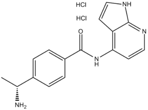 Y-39983 HCl (Y-33075)