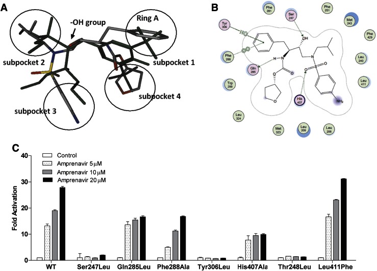 Key residues of PXR LBD are required for amprenavir’s agonistic activity. Mol Pharmacol. 2013 Jun;83(6):1190-9.