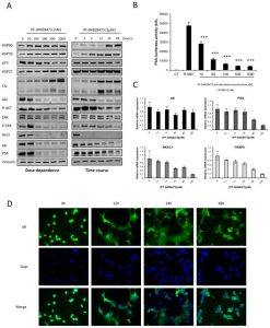 PF-04928473 induces degradation of Hsp90 client proteins, inhibits AR transactivation and nuclear translocation, and downregulates AR-regulated genes. Clin Cancer Res. 2011 Apr 15;17(8):2301-13.