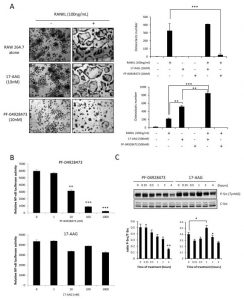 Serum PSA changes in PF-04929113-treated mice do not correlate to suppression of tumor volume progression. Clin Cancer Res. 2011 Apr 15;17(8):2301-13.