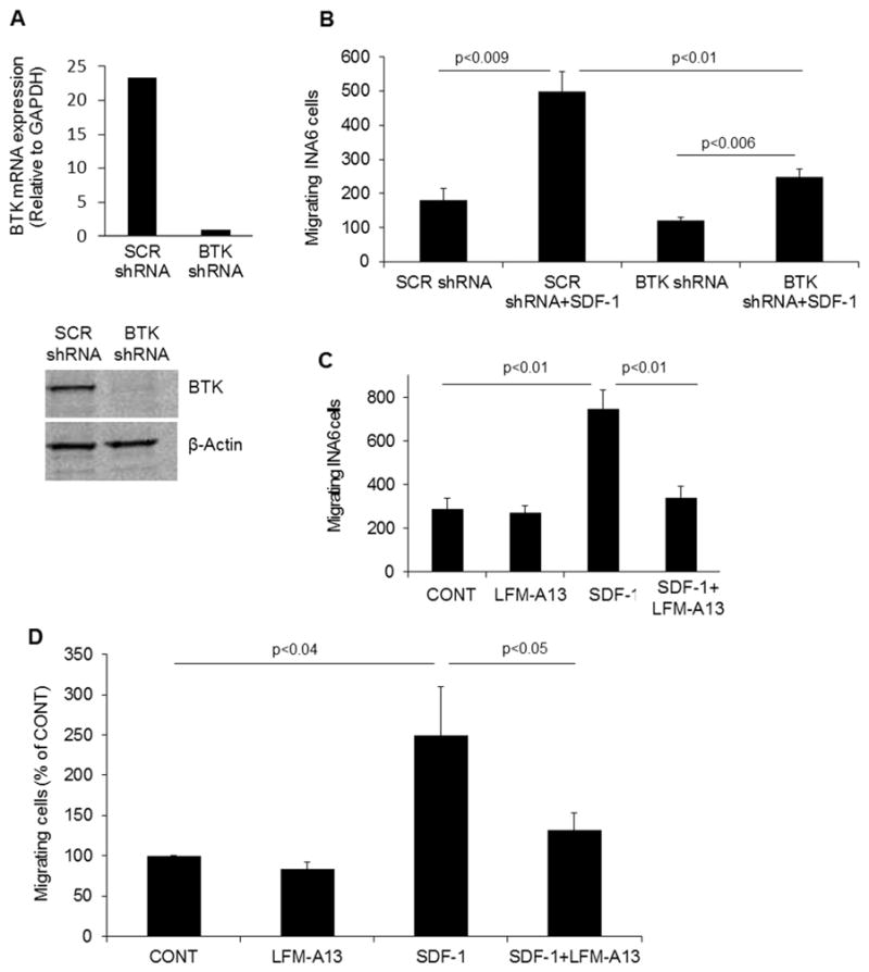 Inhibition of BTK by shRNA or LFM-A13 impeded migration of primary myeloma cells toward SDF-1. Am J Hematol. 2013 Jun;88(6):463-71.