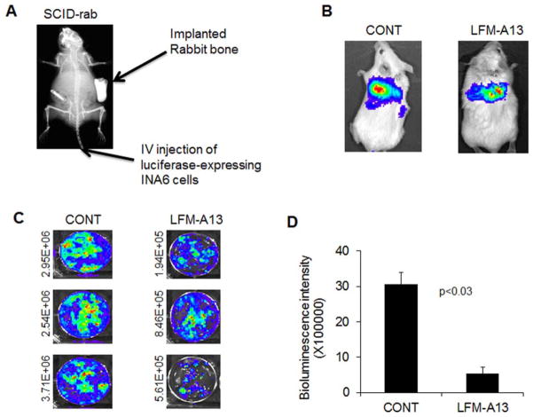 Inhibition of BTK impeded migration and homing of myeloma cells to bone in vivo. Am J Hematol.2013 Jun;88(6):463-71.