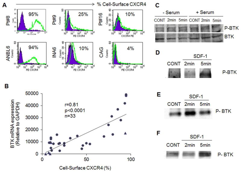 BTK expression was associated with cell-surface CXCR4, and BTK was phosphorylated (activated) by SDF-1 in myeloma cells. Am J Hematol. 2013 Jun;88(6):463-71.