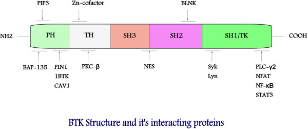 BTK structure. BTK belongs to the Tec family of protein tyrosine kinases and is composed of the PH (pleckstrin homology), TH (Tec homology), SH3 (Src homology 3) SH2 (Src homology 2), and SH 1/TK (Src homology1/Tyrosine kinase) domains. Binding sites for BTK substrates, inhibitors, and upstream molecules are shown in the diagram. J Hematol Oncol. 2013 Aug 19;6:59.