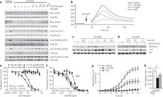 CGI1746 blocks BCR-mediated responses in primary human and murine B cells and is efficacious in prophylactic CIA. Nat Chem Biol. 2011 Jan;7(1):41-50.