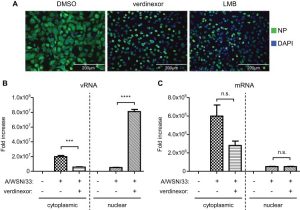 Verdinexor treatment resulted in nuclear accumulation of vRNP. A549 cells were pretreated for 2 h with DMSO, verdinexor (1 μM), or LMB (10 nM). Cells were infected with influenza virus A/WSN/33 at an MOI of 3 for 8 h. J Virol. 2014 Sep 1;88(17):10228-43.