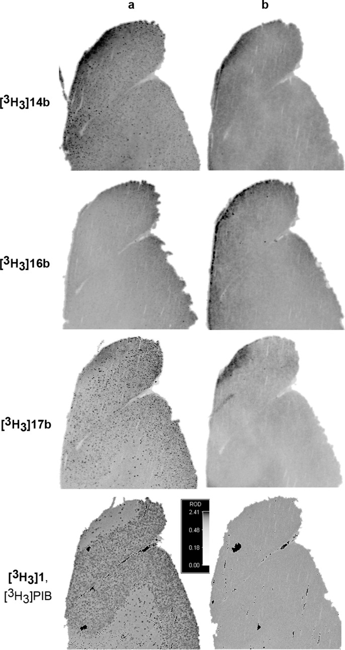 (a) Autoradiographic images of AD human cortex after treatment with 5 nM [3H3]-labeled compound. (b) Autoradiographic images of AD human cortex after treatment with 5 nM [3H3]-labeled compound in the presence of 1 μM unlabeled compound (self-block). ACS Med Chem Lett. 2011 Apr 18;2(7):498-502.