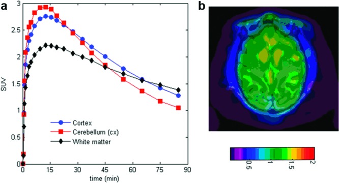 (a) Decay corrected time−activity curves for [18F]17b in cortex (red circles), cerebellum (blue squares), and white-matter (black diamonds). (b) MRI coregistered rhesus PET image at 45−90 min with [18F]17b. Cerebellum was used as a baseline reference. ACS Med Chem Lett. 2011 Apr 18;2(7):498-502.