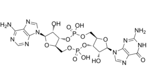 cGAMP (Cyclic GMP-AMP)