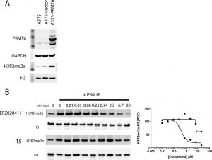 (A) H3R2 methylation is induced by 48 h overexpression of PRMT6, but not an empty vector, in A375 cells. (B) PRMT6-induced H3R2 methylation is inhibited by 48 h exposure to EPZ020411 (circles, IC50 = 0.637 ± 0.241 μM) but not by 15 (squares, IC50 > 20 μM). ACS Med Chem Lett. 2015 Apr 6;6(6):655-9.