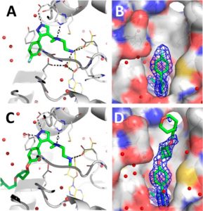 Crystal structures of 1 (A) and EPZ020411 (C) (green) showing SAH (yellow), and 2Fo – Fc electron density maps for ligands 1 (B) and EPZ020411 (D) at 1σ (blue mesh). ACS Med Chem Lett. 2015 Apr 6;6(6):655-9.