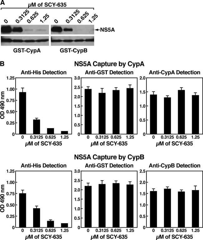 (A) GST-CypA or GST-CypB (1 μg) was mixed with Con1 NS5A-His (200 ng) for 3 h at 4°C in the presence or absence of increasing concentrations of SCY-635.