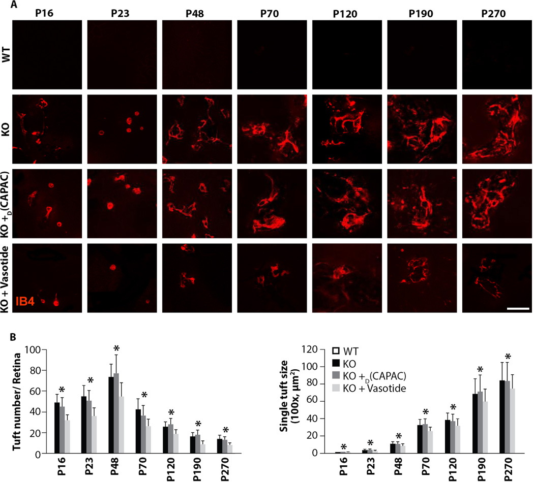 Blood vessel growth in the outer retina of vldlr-null mice treated with control peptide or Vasotide at P16 to P270.(A) Tuft formation in the pooled outer retinal areas of WT mice or vldlr-null (KO) mice treated with control D(CAPAC) peptide or Vasotidewas visualized by confocal microscopy with a 20Å~ microscope objective. Scale bar, 25 mm.