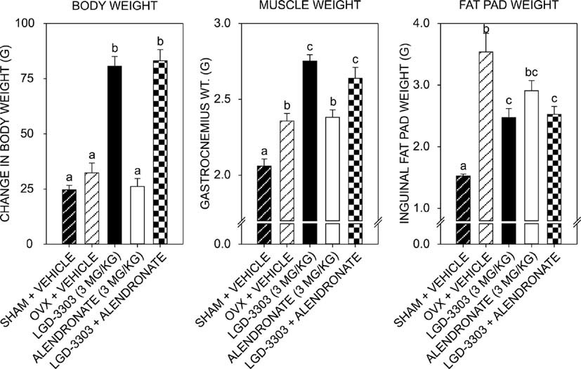 LGD‐3303 increases body and gastrocnemius muscle weight in OVX female rats after 12 wk of treatment. J Bone Miner Res. 2009 Feb;24(2):231-40.