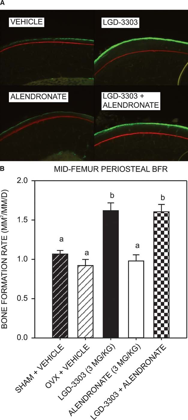 (A) Photomicrograph of the periosteal surface of the midfemoral diaphysis viewed under epifluorescent light. (B) LGD‐3303 increases periosteal bone formation at the midfemoral diaphysis in OVX female rats. Alendronate has no activity at this site. J Bone Miner Res. 2009 Feb;24(2):231-40.