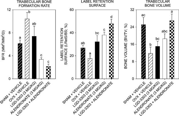 Estrogen deficiency in female rats increases lumbar spine cancellous bone formation rate. J Bone Miner Res. 2009 Feb;24(2):231-40.