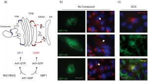 The effects of GCA are similar to expression of inactive GBF1-E794K. Nat Chem Biol. 2009 Mar;5(3):157-65.