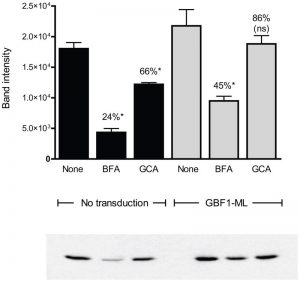 GCA causes a decrease in GBF1-dependent Arf1 activation. Nat Chem Biol. 2009 Mar;5(3):157-65.