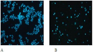 EN-induced apoptotic morphological changes. MCF-7 cells were incubated in the medium alone for 48 h (A) or in the medium containing 40 M EN for 48 h (B). Iran J Pharm Res. 2014 Fall;13(4):1327-34.