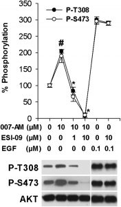 ESI-09 inhibits EPAC- but not EGF-mediated Akt phosphorylation in AsPC-1 pancreatic cancer cells. Mol Pharmacol. 2013 Jan;83(1):122-8.