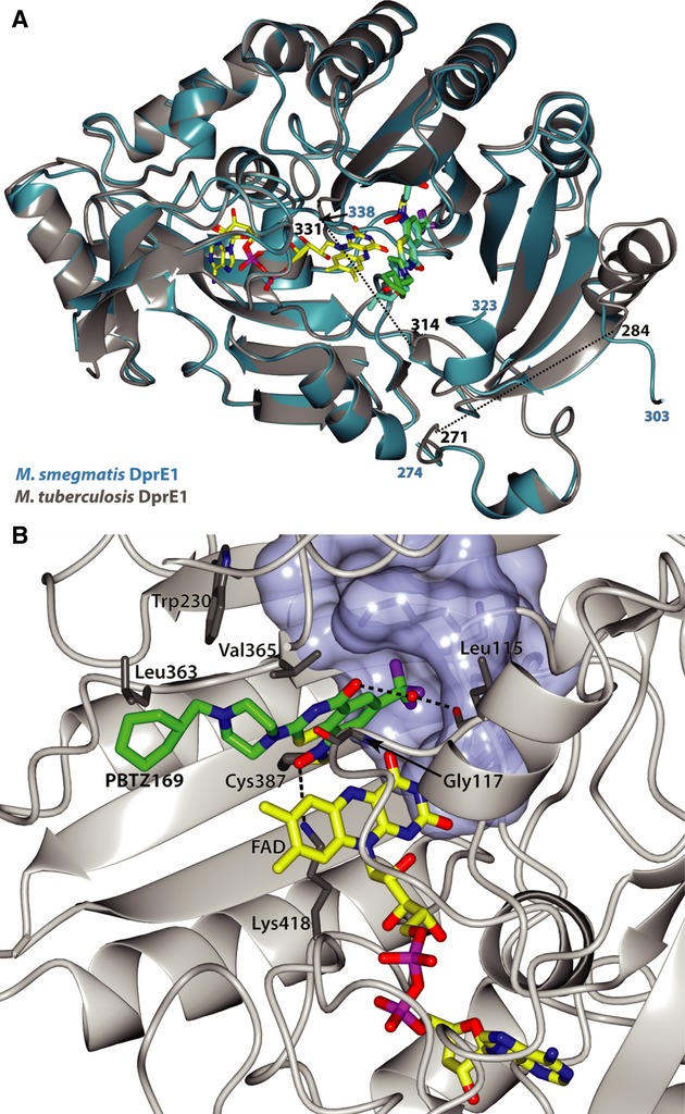 Crystal structure of the M. tuberculosis DprE1-PBTZ169 complex. EMBO Mol Med. 2014 Mar;6(3):372-83.