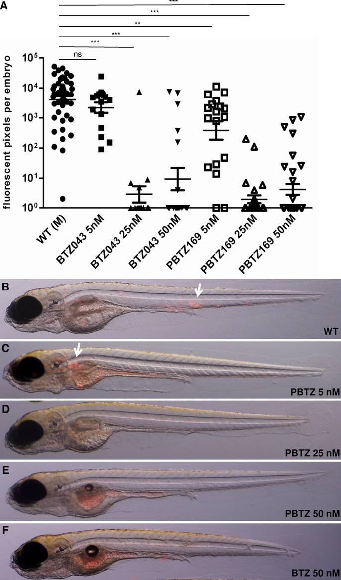 Treatment of M. marinum infected zebrafish embryos with BTZ.EMBO Mol Med. 2014 Mar;6(3):372-83.