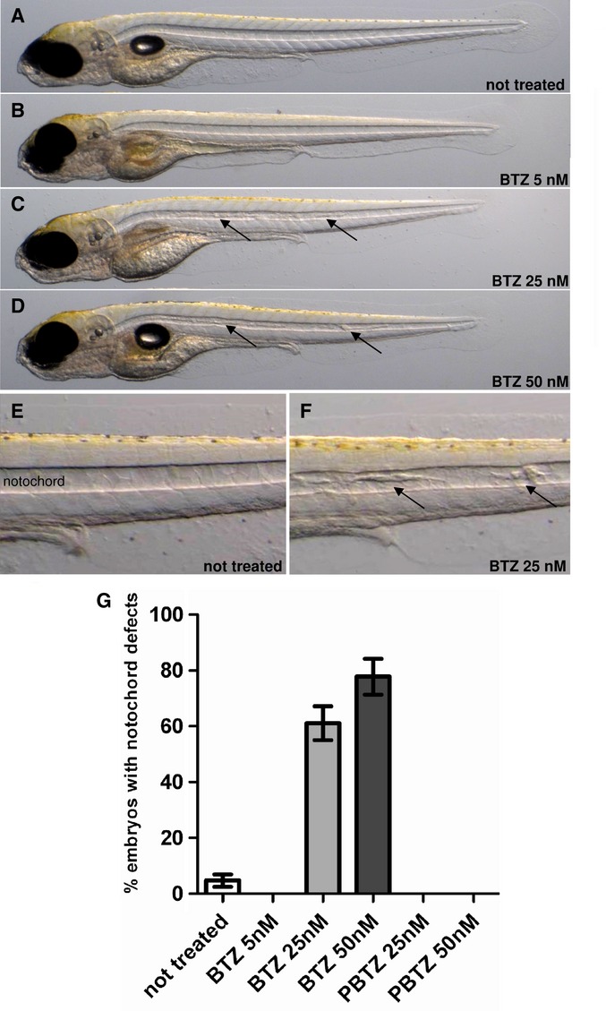 Effect of BTZ043 on M. EMBO Mol Med. 2014 Mar;6(3):372-83.