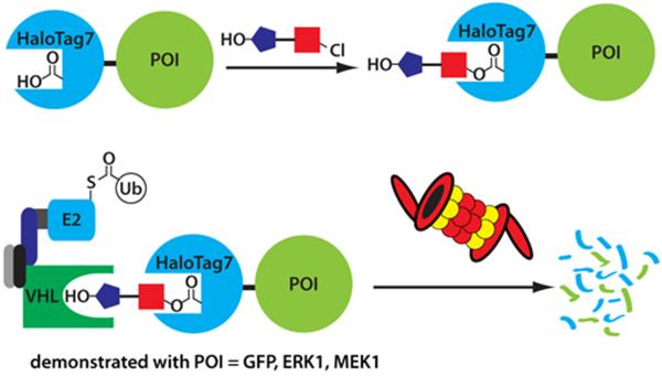 Schematic depiction of a bifunctional HaloPROTAC containing chloroalkane (which binds HaloTag7 fusion proteins) and a hydroxyproline derivative which binds VHL.