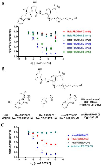 A) A study of linker length with Degradation Inducing Moiety B shows that three ethylene glycol units are optimal for the degradation of GFP-HaloTag7. B) Structures of HaloPROTACs that have weaker affinity for VHL. C) Reducing the affinity for VHL attenuates their ability to induce degradation of GFP-HaloTag7, although the effect is not necessarily linear. ACS Chem Biol. 2015 Aug 21;10(8):1831-7.