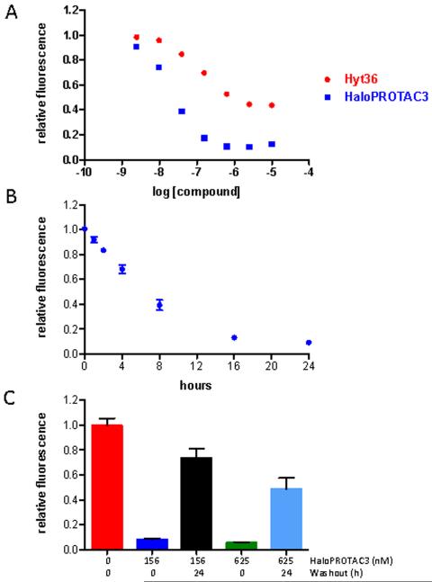 A) Comparison of HaloPROTAC3 (quintuplicate) to Hyt36 (triplicate) shows that HaloPROTAC3 is significantly more potent and efficacious. B) HaloPROTAC3 leads to 50% degradation of GFP-HaloTag7 within 4 to 8 hours. C) Significant recovery from 24 hour treatment with HaloPROTAC3 is observed after a 24 hour washout. ACS Chem Biol. 2015 Aug 21;10(8):1831-7.