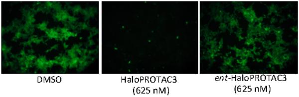 Immunoblotting confirms that nearly complete degradation of A) GFP-HaloTag7 is observed after 24 hour treatment with 500 nM HaloPROTAC3, with significant degradation at 50 nM HaloPROTAC3. HaloPROTAC3 can lead to degradation of other HaloTag7 fusion proteins such as B) HaloTag7-ERK1 and HaloTag7-MEK1. As expected, endogenous ERK and MEK are not degraded.ACS Chem Biol. 2015 Aug 21;10(8):1831-7.