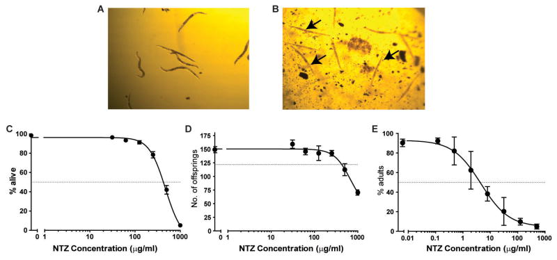 Effect of NTZ on C. elegans N2 wild-type nematodes. Mol Biochem Parasitol. 2014 Jan;193(1):1-8.