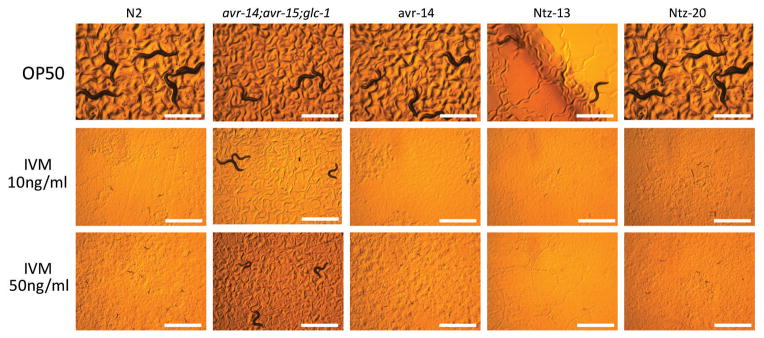 Ivermectin (IVM) susceptibility of the two NTZ resistant mutants identified in forward genetic screens at 44–45 hours. Mol Biochem Parasitol. 2014 Jan;193(1):1-8.