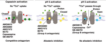 Models of agonist and antagonist interaction with capsaicin-binding pocket of rat TRPV1. Mol Pharmacol. 2005 Dec;68(6):1524-33.