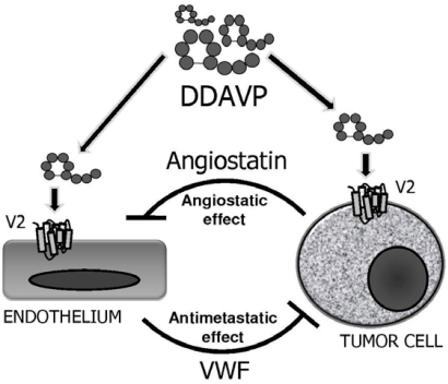 Dual and reciprocal effects of perioperative DDAVP on endothelial and tumor cells. Curr Pharm Biotechnol. 2011 Nov;12(11):1974-80.