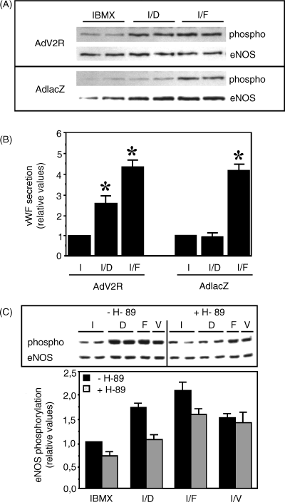 DDAVP induces eNOS Ser1177 phosphorylation and VWF secretion via cAMP‐dependent signaling. J Thromb Haemost. 2003 Apr;1(4):821-8.