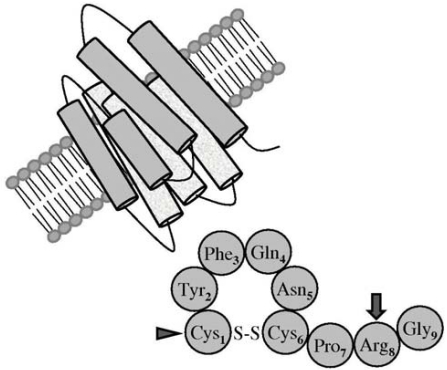 Peptide sequence of vasopressin. The synthetic analog DDAVP differs from the natural peptide by deamination of cystein in position 1 (arrowhead), which prolongs its half-life, and Darginine substitution in position 8 (arrow), which reduces the pressor effect and confers selectivity for the V2 membrane receptor. Curr Pharm Biotechnol. 2011 Nov;12(11):1974-80.