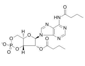 Bucladesine (Dibutyryl-cAMP)