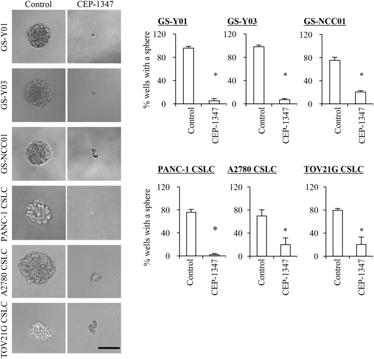 CEP-1347 treatment deprives cancer stem cells of their sphere forming ability. Cells treated without (Control) or with CEP-1347 (300 nM for PANC-1 CSLC, 200 nM for the others) for 6 days were subjected to a sphere formation assay in the absence of CEP-1347. Oncotarget. 2017 Oct 24;8(55):94872-94882.