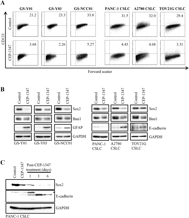 CEP-1347 induces the differentiation of cancer stem cells into non-cancer stem cells. Oncotarget. 2017 Oct 24;8(55):94872-94882.