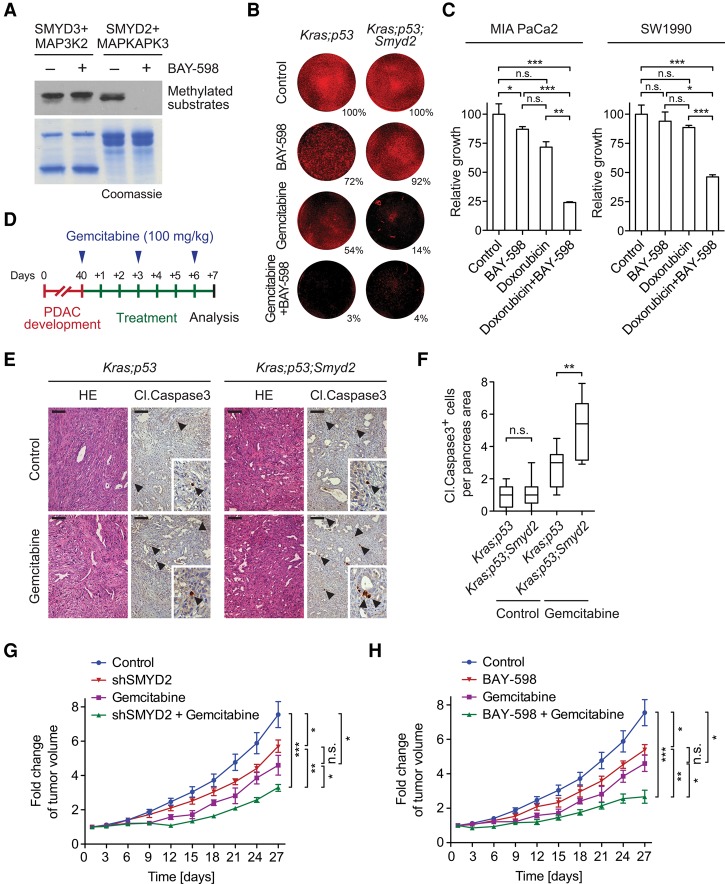 SMYD2 inhibition enhances PDAC chemosensitivity in vitro and in vivo. (A) BAY-598 inhibits SMYD2. Genes Dev. 2016 Apr 1;30(7):772-85.