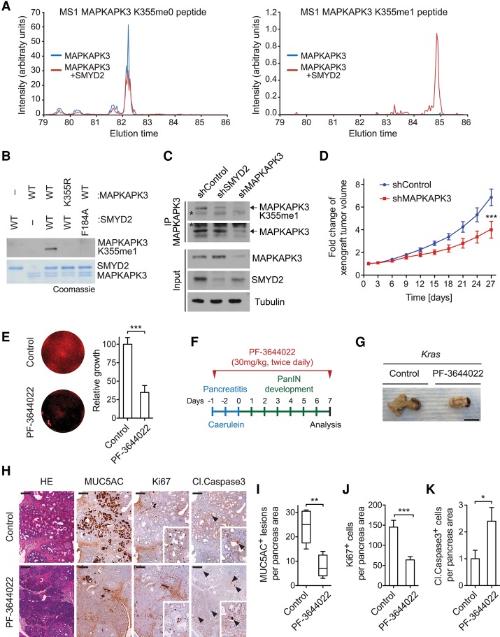 MAPKAPK3 is methylated in PDAC cells and regulates PDAC-associated phenotypes. Genes Dev. 2016 Apr 1;30(7):772-85.