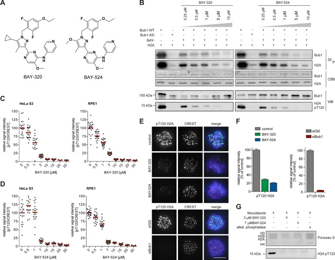 BAY-320 and BAY-524 inhibit Bub1 kinase. Elife. 2016 Feb 17;5. pii: e12187.