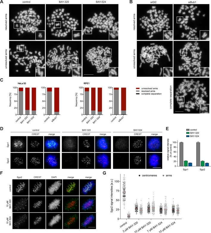 Inhibition of Bub1 affects Sgo1 and Sgo2 localization and chromatid cohesion. Elife. 2016 Feb 17;5. pii: e12187.