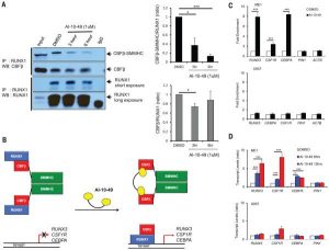 Specificity of AI-10-49 activity on CBFβ-SMMHC-RUNX1 binding. Science. 2015 Feb 13;347(6223):779-84.