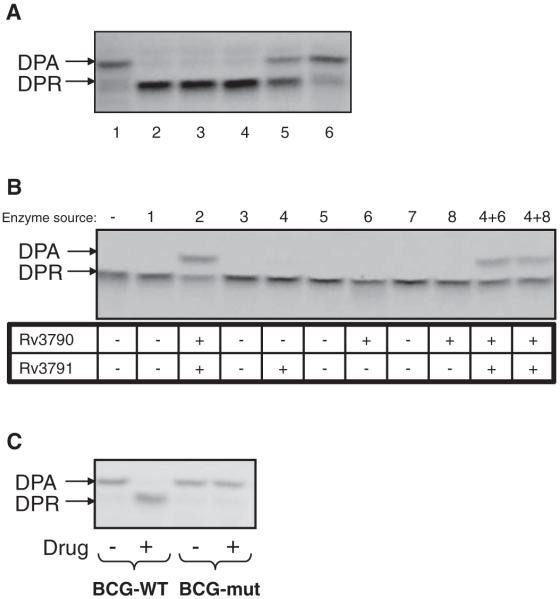 Inhibition of decaprenylphosphoryl-β-d-ribose epimerization by BTZ. Science. 2009 May 8;324(5928):801-4.